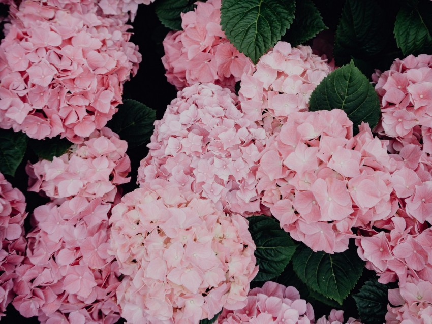 hydrangea, flowers, pink, inflorescences, bloom