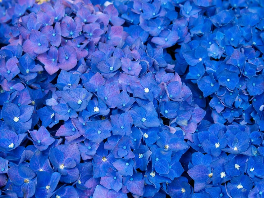 hydrangea, inflorescences, blue, flowers