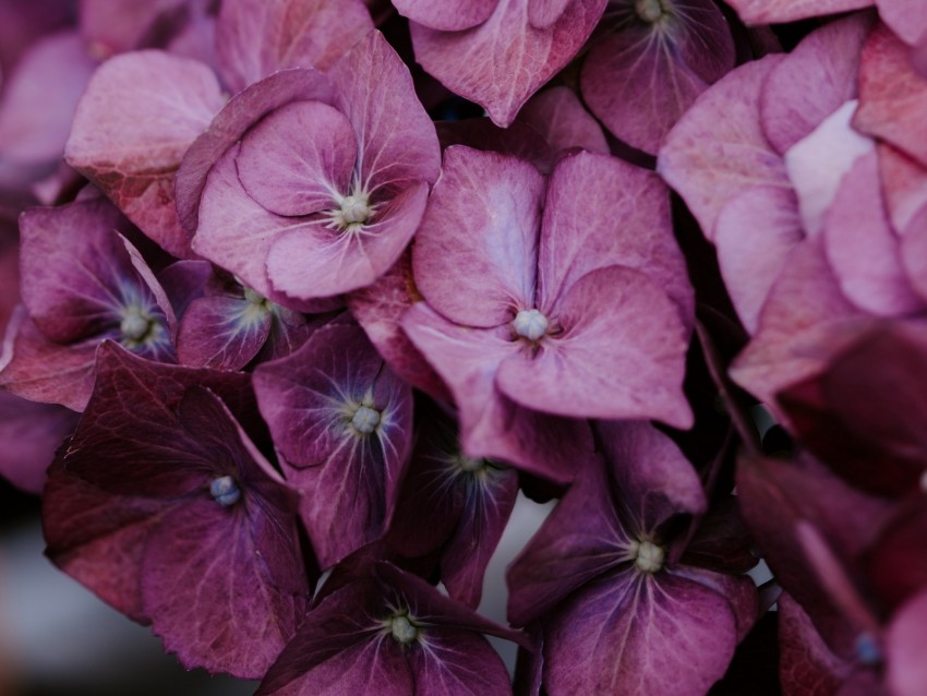 hydrangea, inflorescences, lilac, bloom, plant