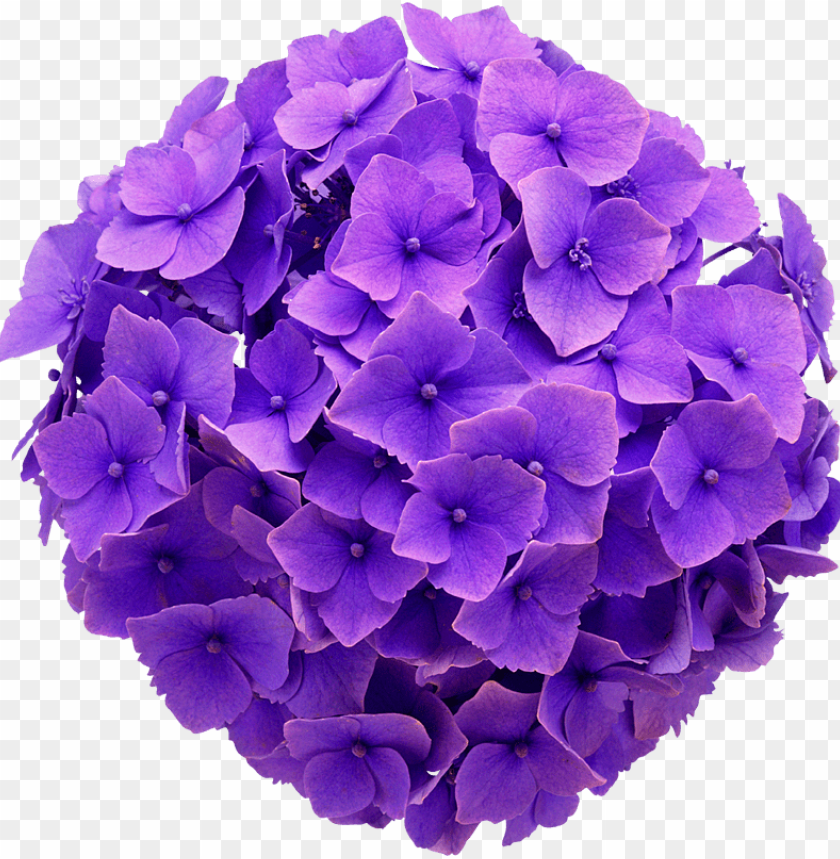hydrangea real flower purple cute beautiful freetoedit - hydrangea flower  no background PNG image with transparent background | TOPpng