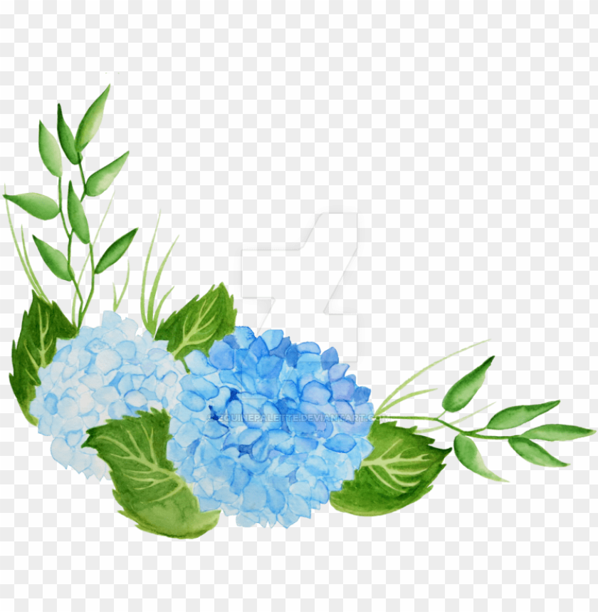Hydrangea With Italian Crocus Watercolor Hydrangea PNG Image With Transparent Background