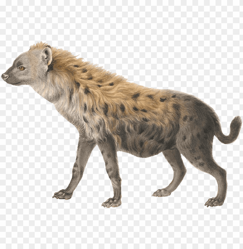 hyena png images background - Image ID 37810