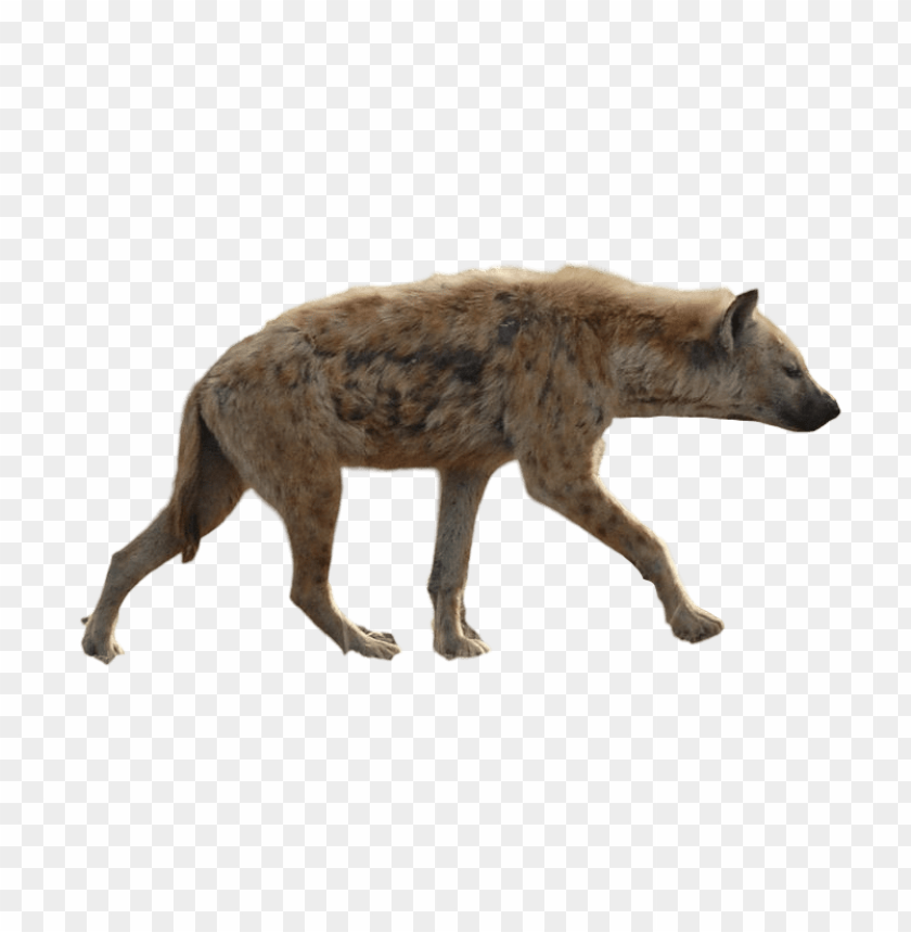 hyena png png images background - Image ID 37811