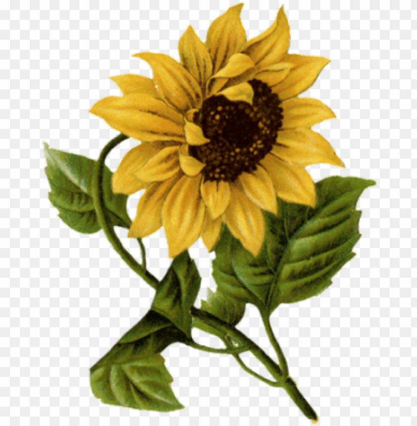 Happy Mothers Day Sunflowers PNG Transparent With Clear Background ID 102866