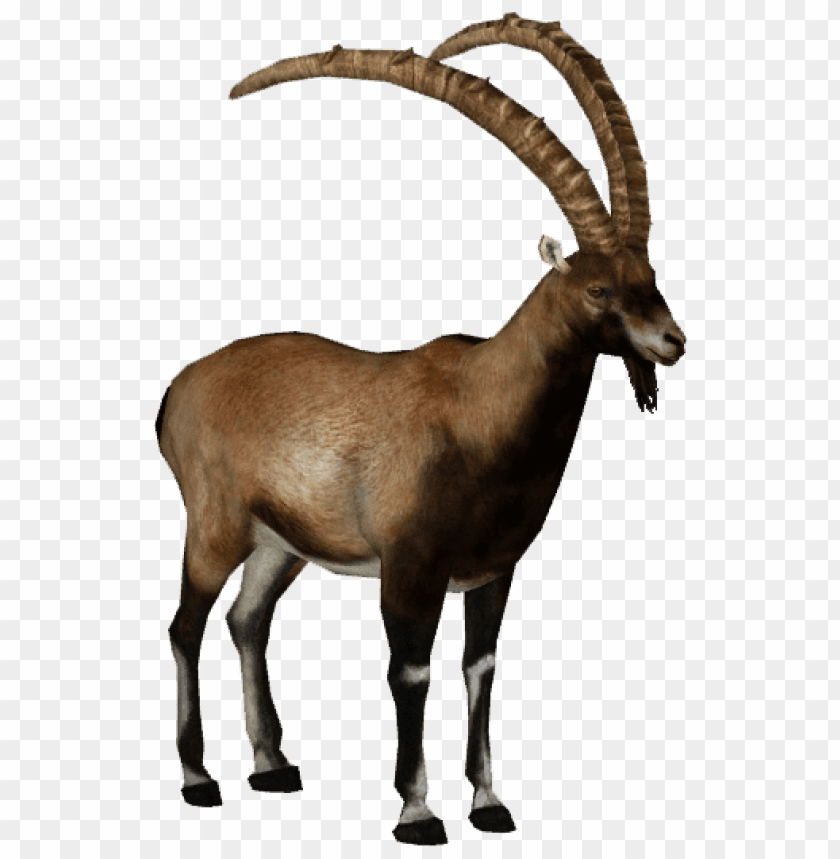 animals, ibex, ibex brown, 