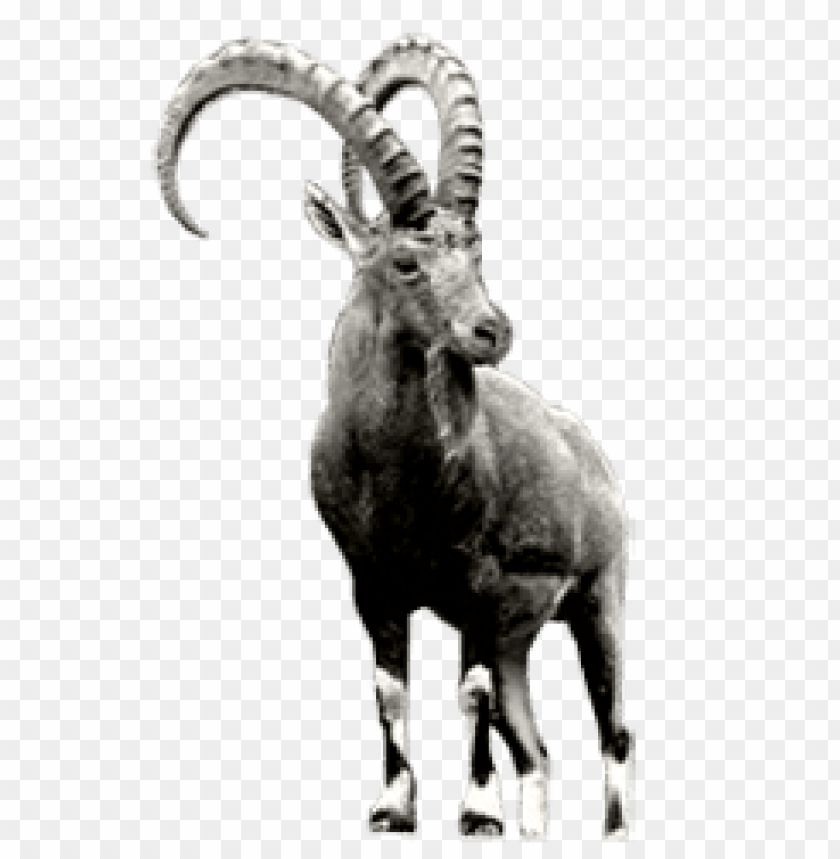 animals, ibex, ibex grey, 
