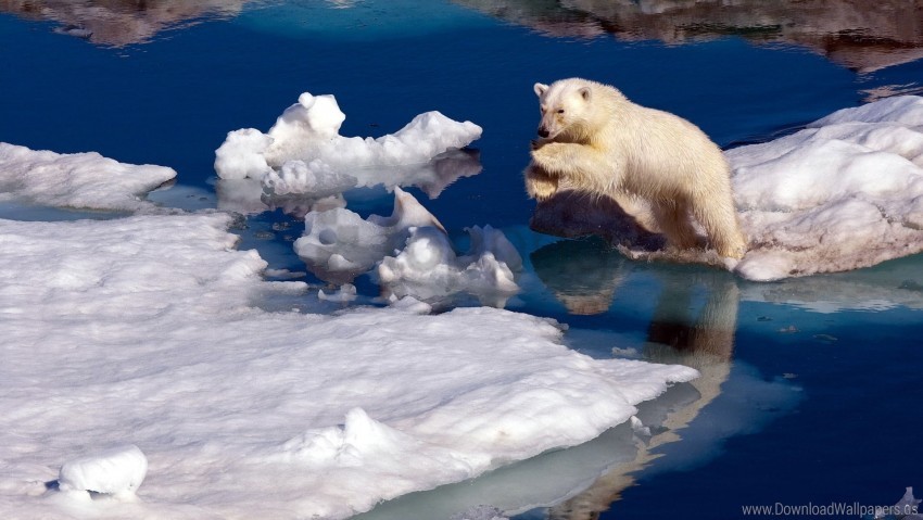 ice jump polar bear snow water wallpaper background best stock photos - Image ID 150362