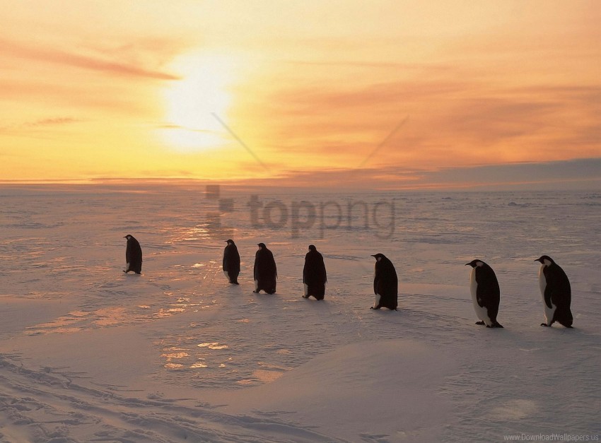 Ice North Penguins Snow Sunrise Winter Wallpaper Background Best Stock Photos