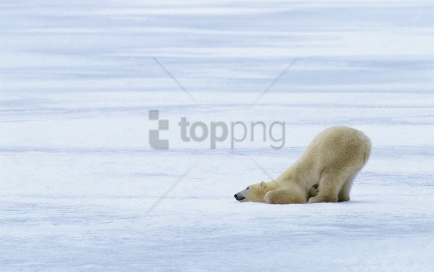 Ice Playful Polar Bears Snow Wallpaper Background Best Stock Photos