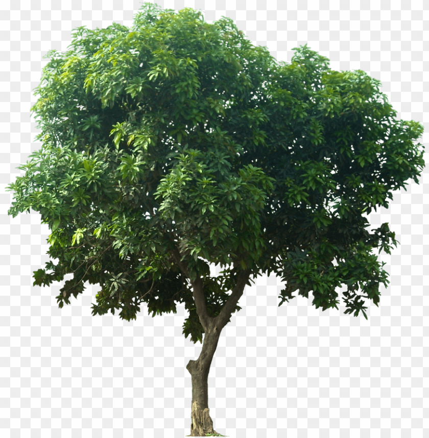 symbol, fresh, leaf, natural, web, mango tree, trees