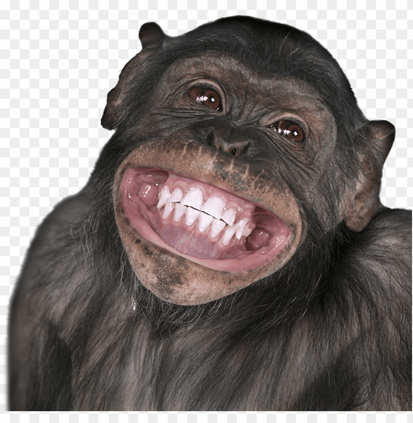 Free download | HD PNG ics of monkeys smiling happy birthday gemini ...