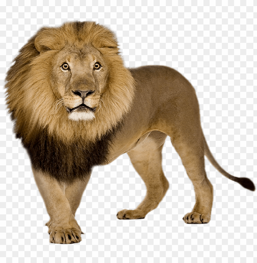 icsart lover - lion PNG image with transparent background | TOPpng