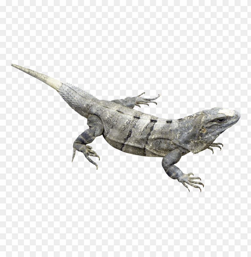 iguana png images background - Image ID 5750