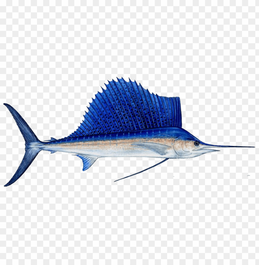 ikan png PNG transparent with Clear Background ID 133493