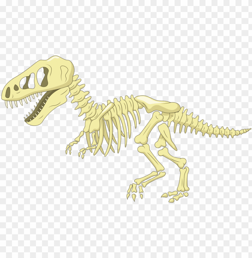 image transparent library bone cartoon clip art fossil - cartoon dinosaur  skeleto PNG image with transparent background | TOPpng
