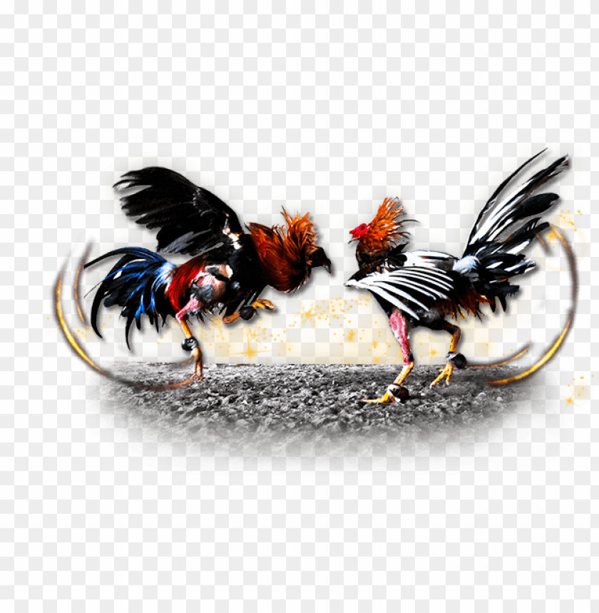 imagenes de gallos de pelea PNG image with transparent background | TOPpng