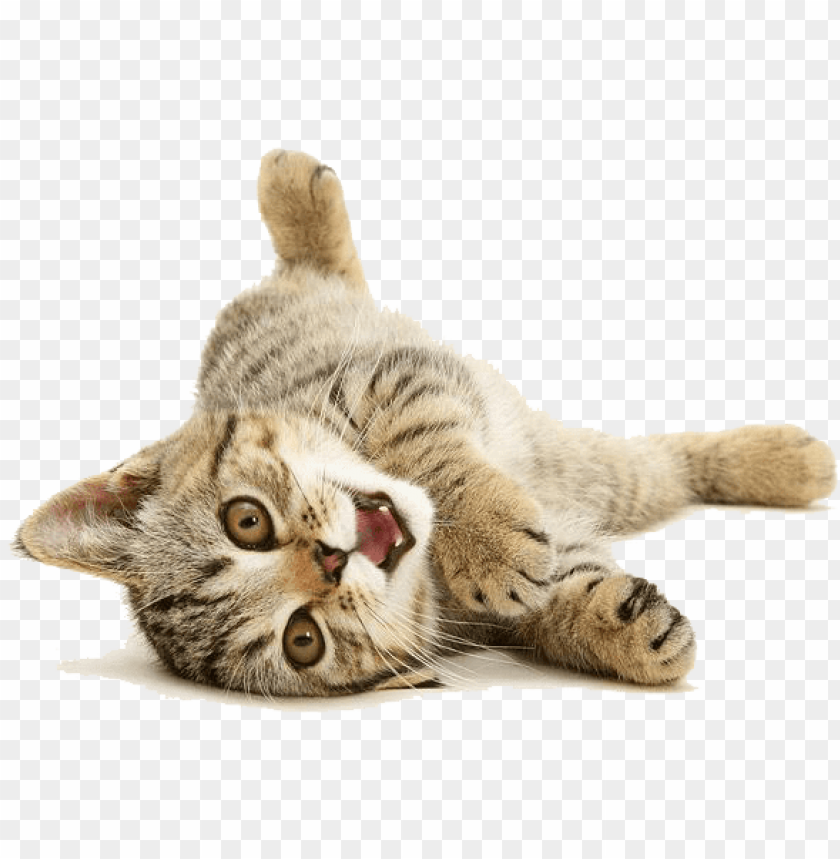 Gato, Desenho, Gatinho png transparente grátis