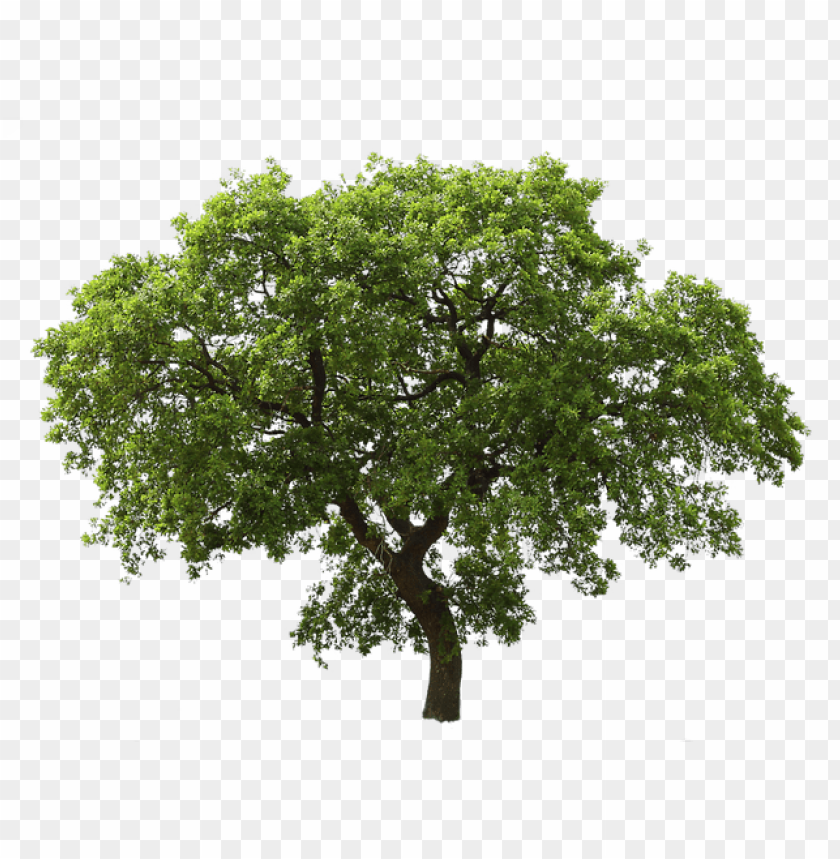 Free Download HD PNG Immagini Alberi PNG Transparent With Clear Free Download HD PNG Immagini Alberi PNG Transparent With Clear
