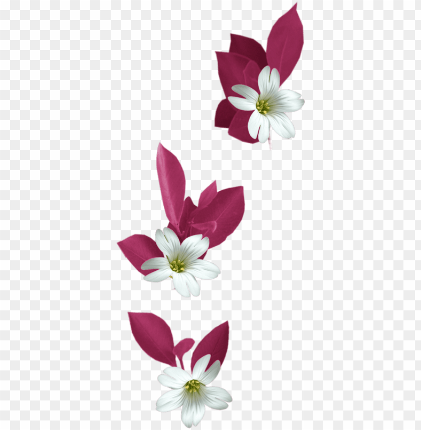 in by jadwiga on kwiaty transparent flowers png tubes PNG transparent with Clear Background ID 183512