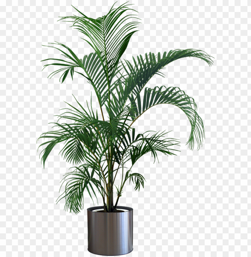 indoor plants png - plant in pot PNG image with transparent background |  TOPpng