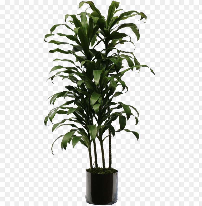 Plant PNG Images With Transparent Background Free Download, 51% OFF