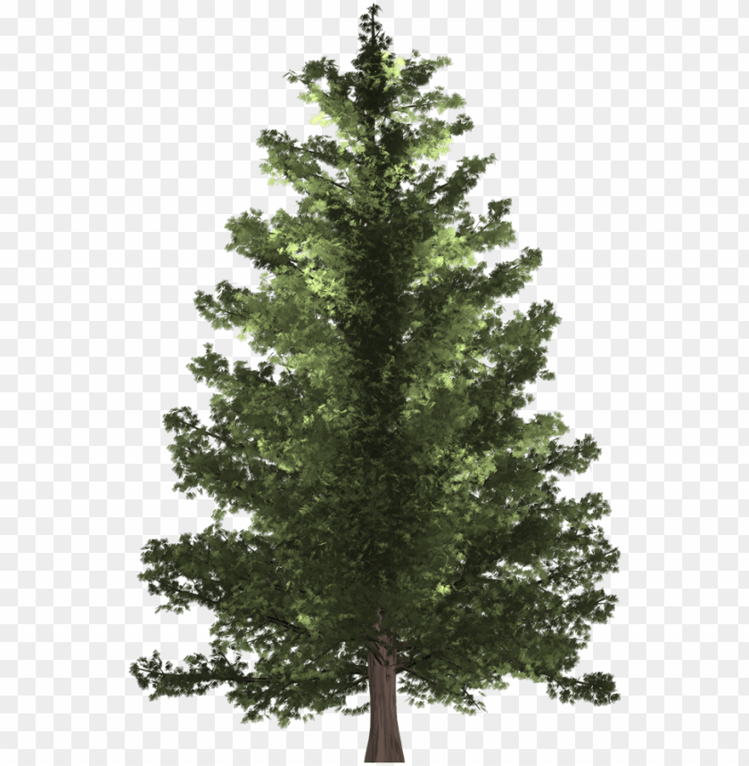 tree, holiday, trees, fir tree, nature, pine, flower