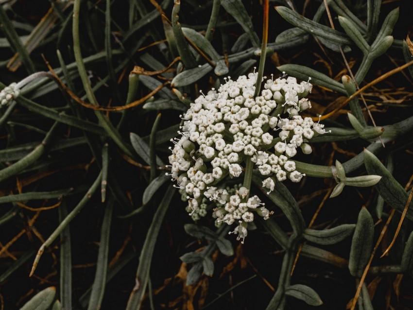 inflorescence, flowers, white, grass, plant