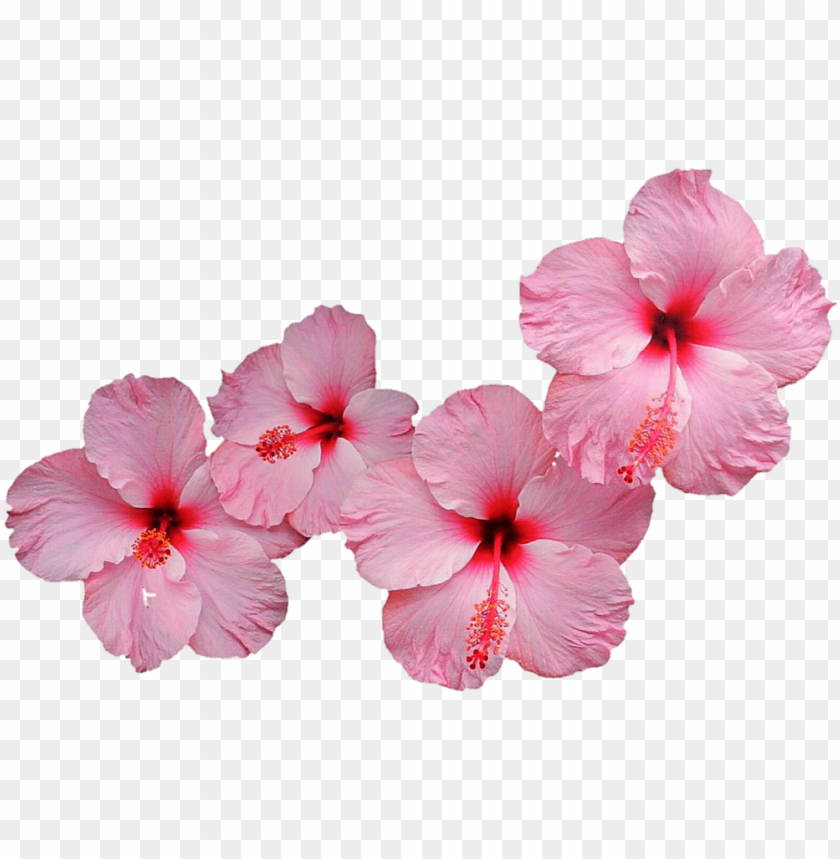 free PNG ink hibiscus PNG image with transparent background PNG images transparent