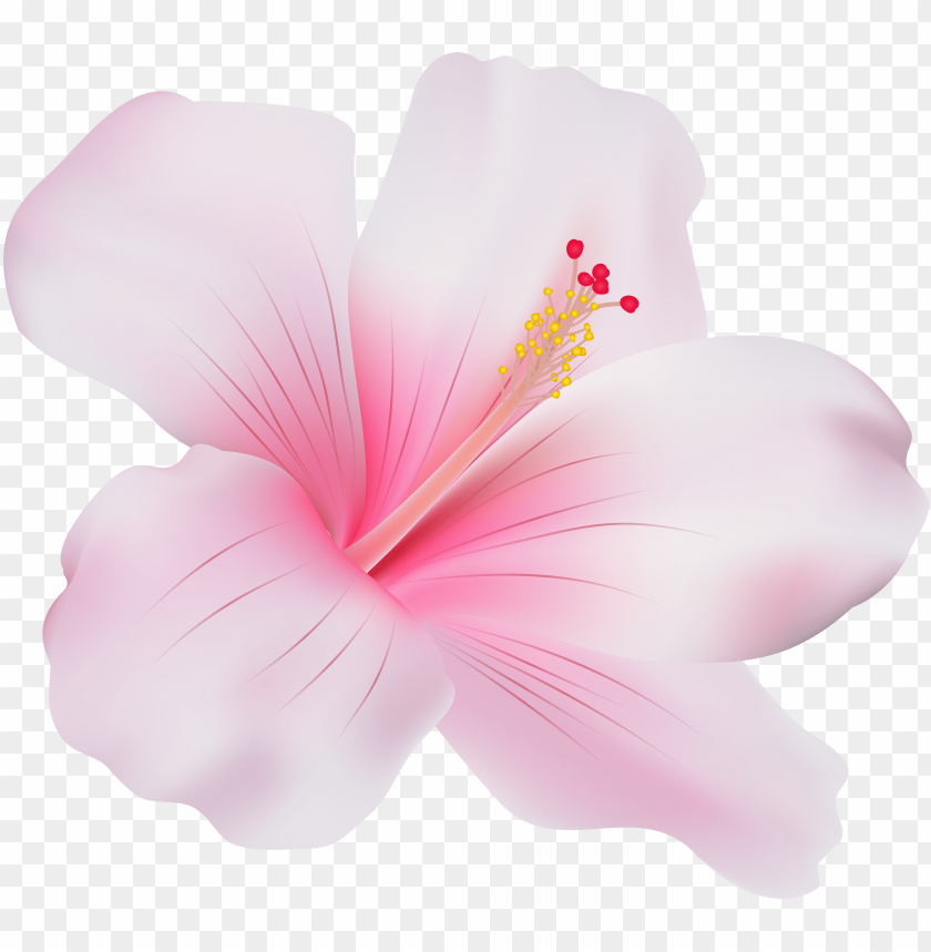 ink hibiscus png clip art pink hibiscus flower PNG transparent with Clear Background ID 168332