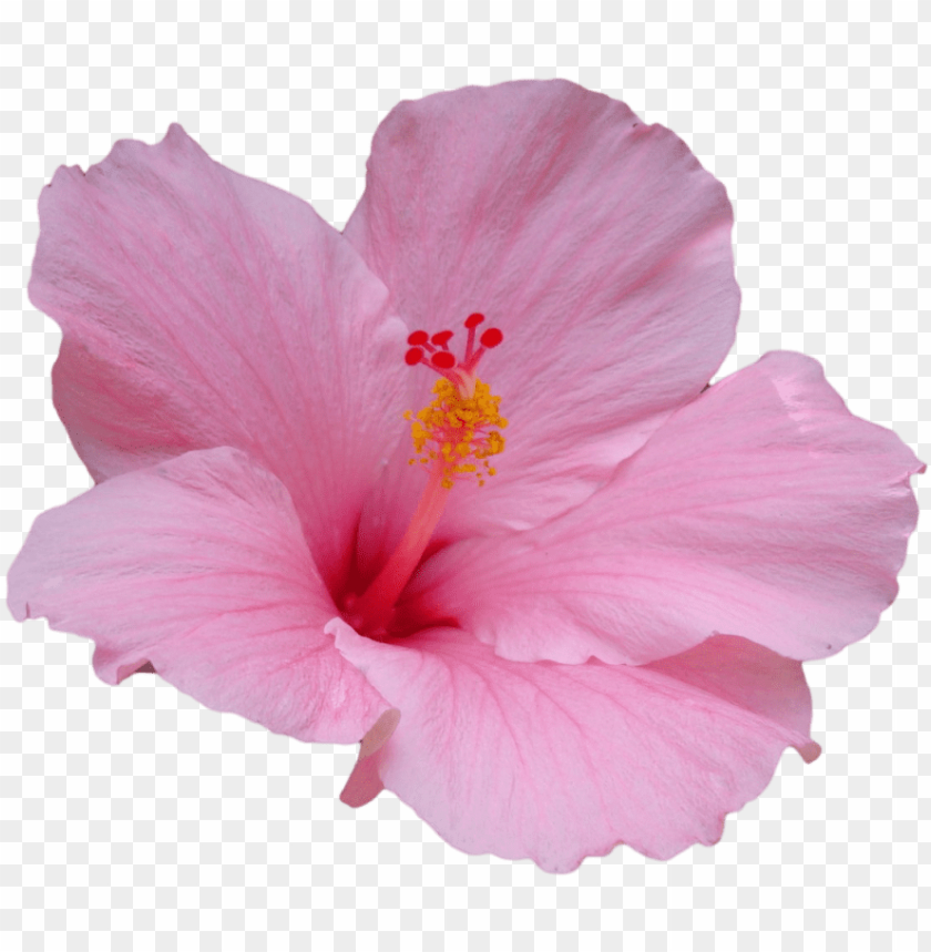 Pink Flower Emoji Png | Best Flower Site