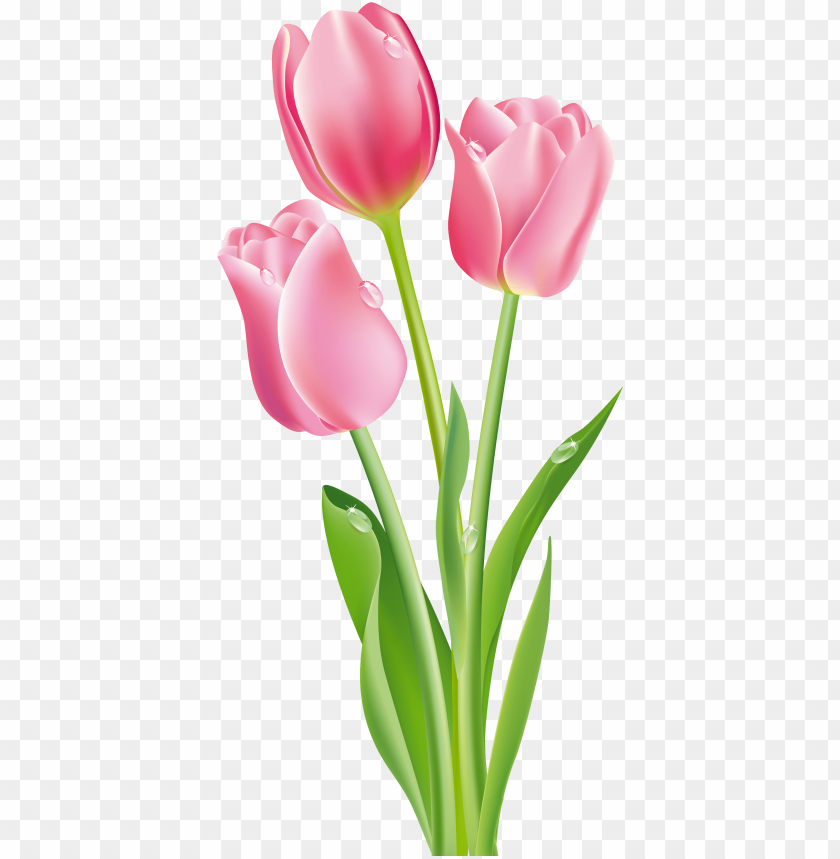 ink tulips png clipart image pink tulips clip art PNG transparent with Clear Background ID 177509