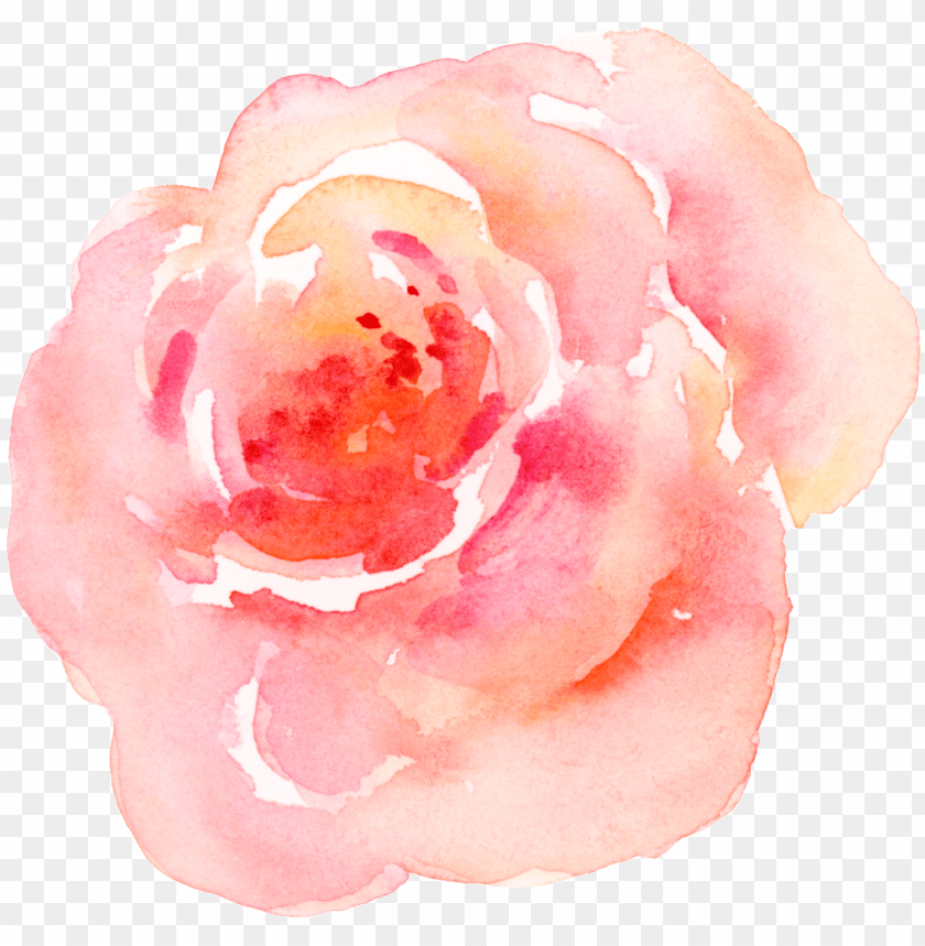 background, illustration, rose, square, watercolor flower, leaves, tree