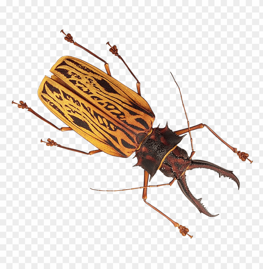 Insect Png Images Background - Image ID 9975