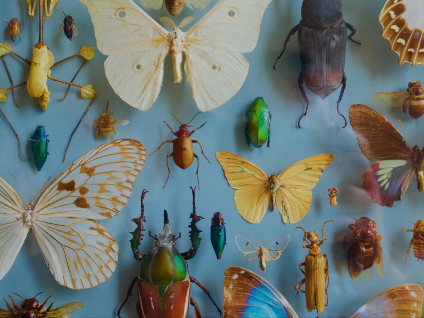 insects, collection, butterflies, beetles, decoration