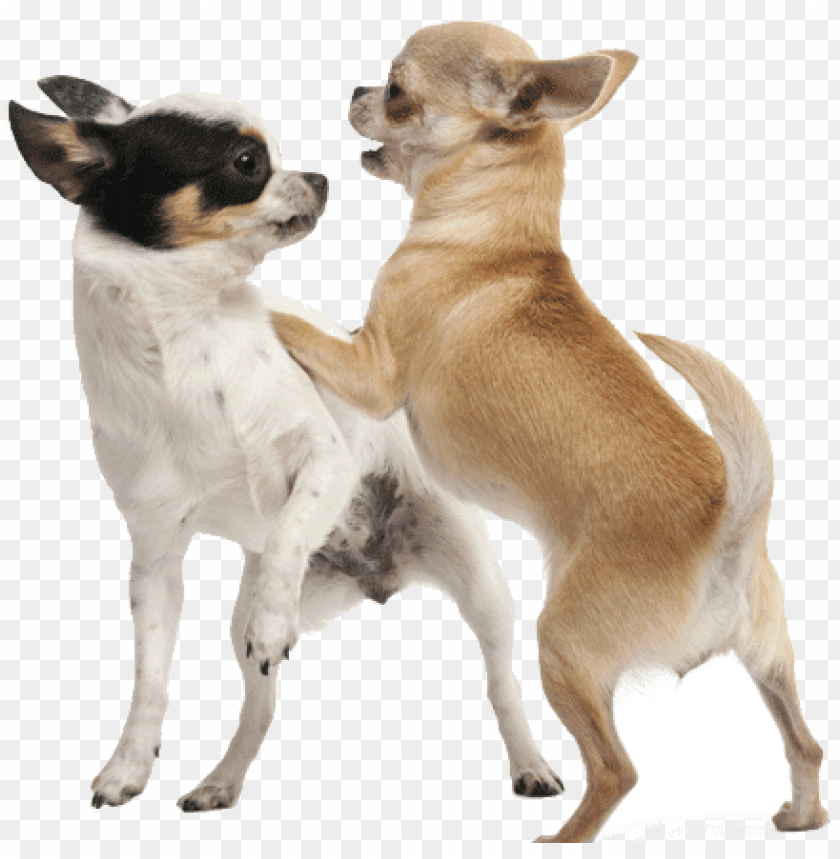 free PNG introducing a new dog to your chihuahua - playing with dog PNG image with transparent background PNG images transparent