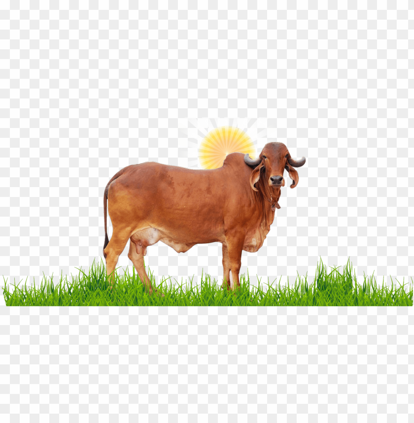 free PNG ir cow surya ketu nadi - gir cow PNG image with transparent background PNG images transparent