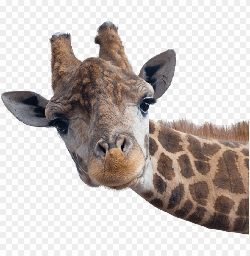 Iraffe Head Safari Animals With White Background PNG Image With Transparent Background