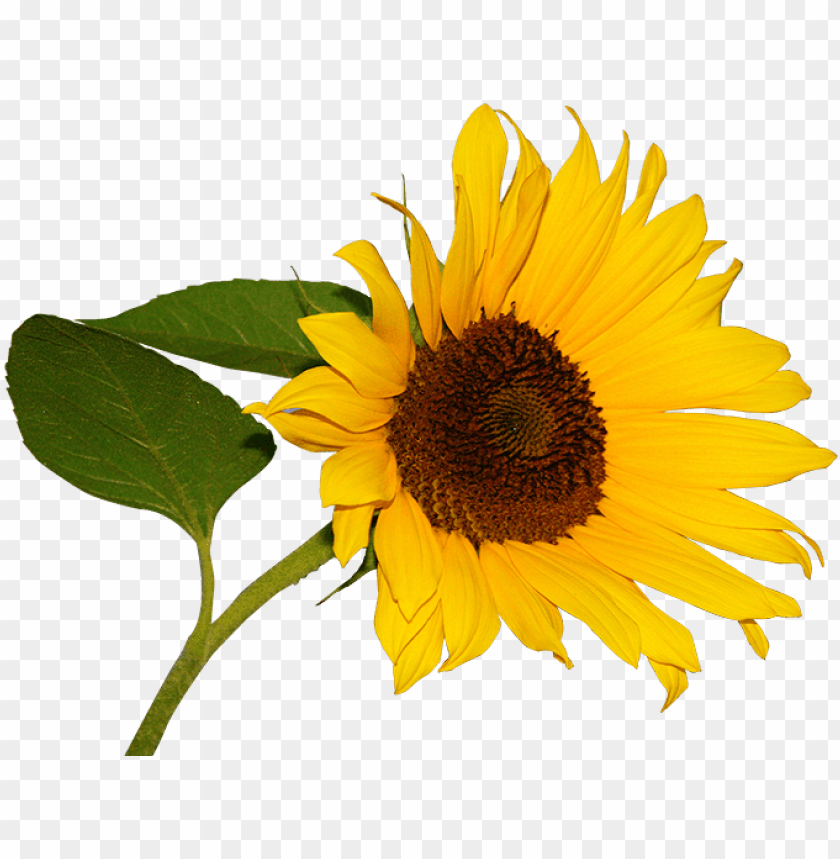 nature, flower, floral, sunflower, plant, summer, spring