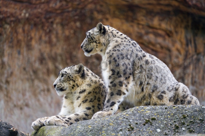 irbis, predator, snow leopard wallpaper