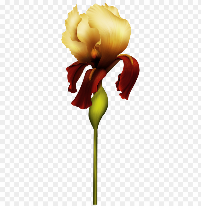 flower, iris