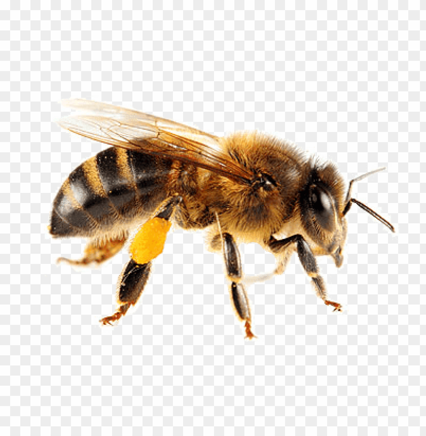 animals, insects, bees, isolated bee, 