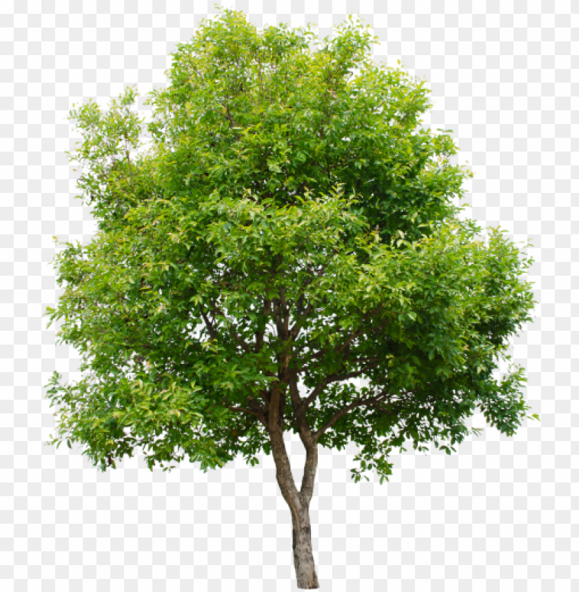 Isolated Trees On White Background Tree Green Isolated - Arbol Con Fondo Blanco PNG Transparent With Clear Background ID 175784