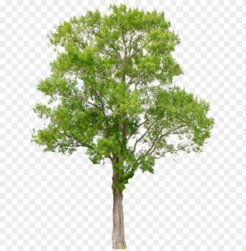 free PNG isolated trees on white background, trees, isolated, - river birch PNG image with transparent background PNG images transparent