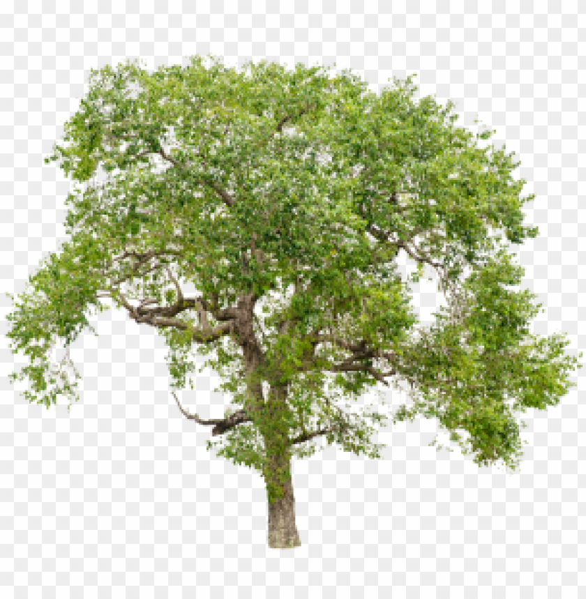 Isolated Trees On White Background Trees Isolated Tree Png Image With Transparent Background Toppng