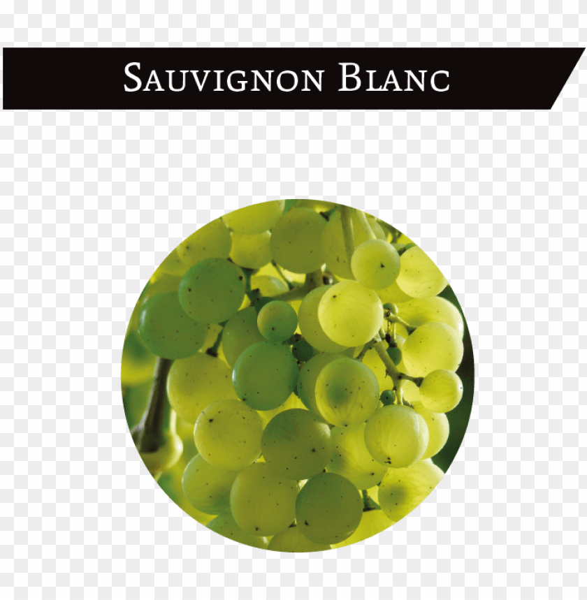 It Is A White Grape Cultivated In The North And East - Grape PNG Image With Transparent Background