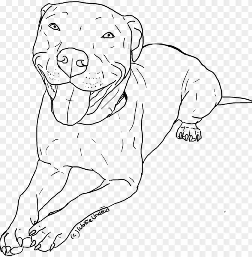 Download Itbull Coloring Pages To Download And Print For Free Pitbull Line Drawi Png Image With Transparent Background Toppng