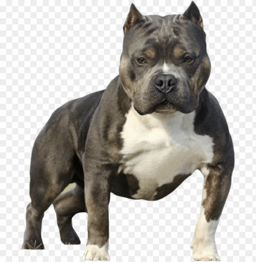 Bully Standing png download - 750*650 - Free Transparent Bully png