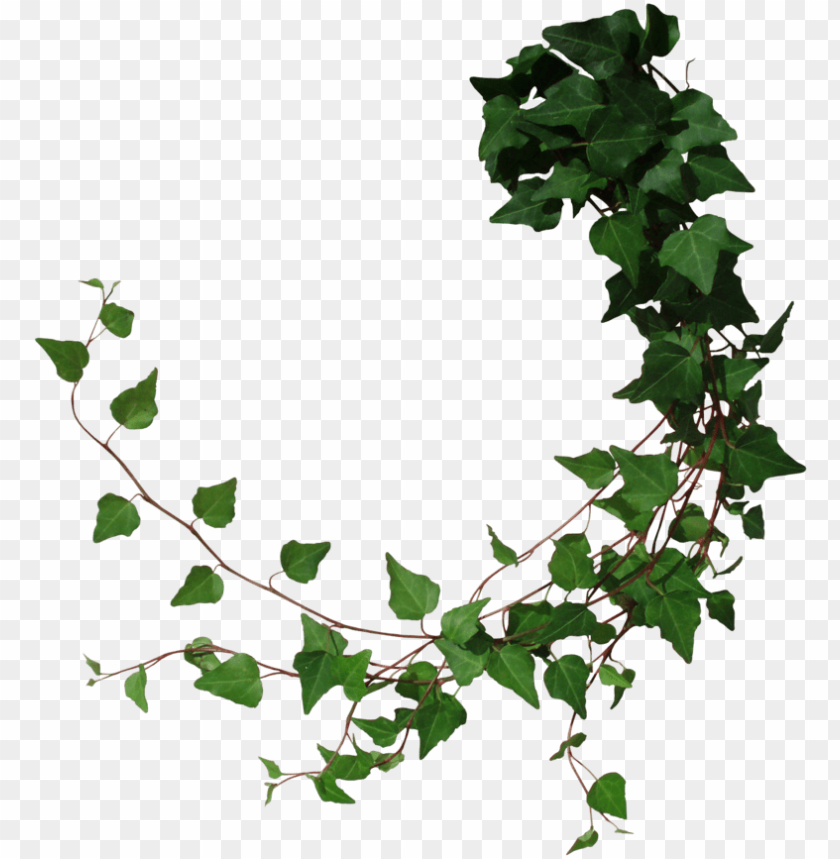 leaf, ivy, trees, decorative, sport, swirl, flower