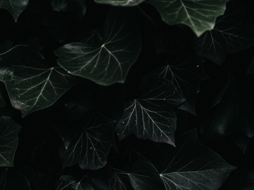 ivy, leaves, macro, dark, plant