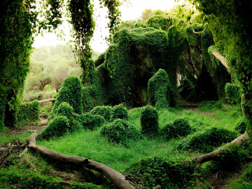 ivy, trees, bushes, grass, greenery